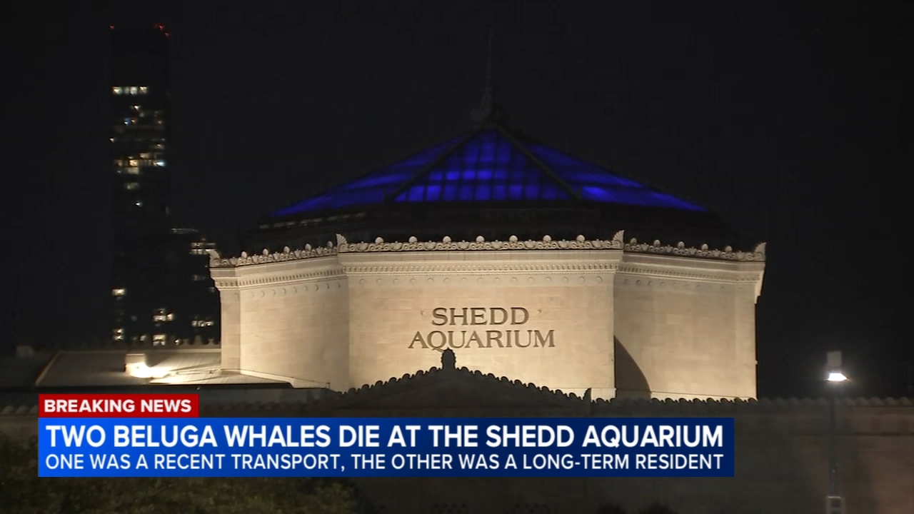 According to an official statement issued by Shedd Aquarium leadership, both whales died despite immediate